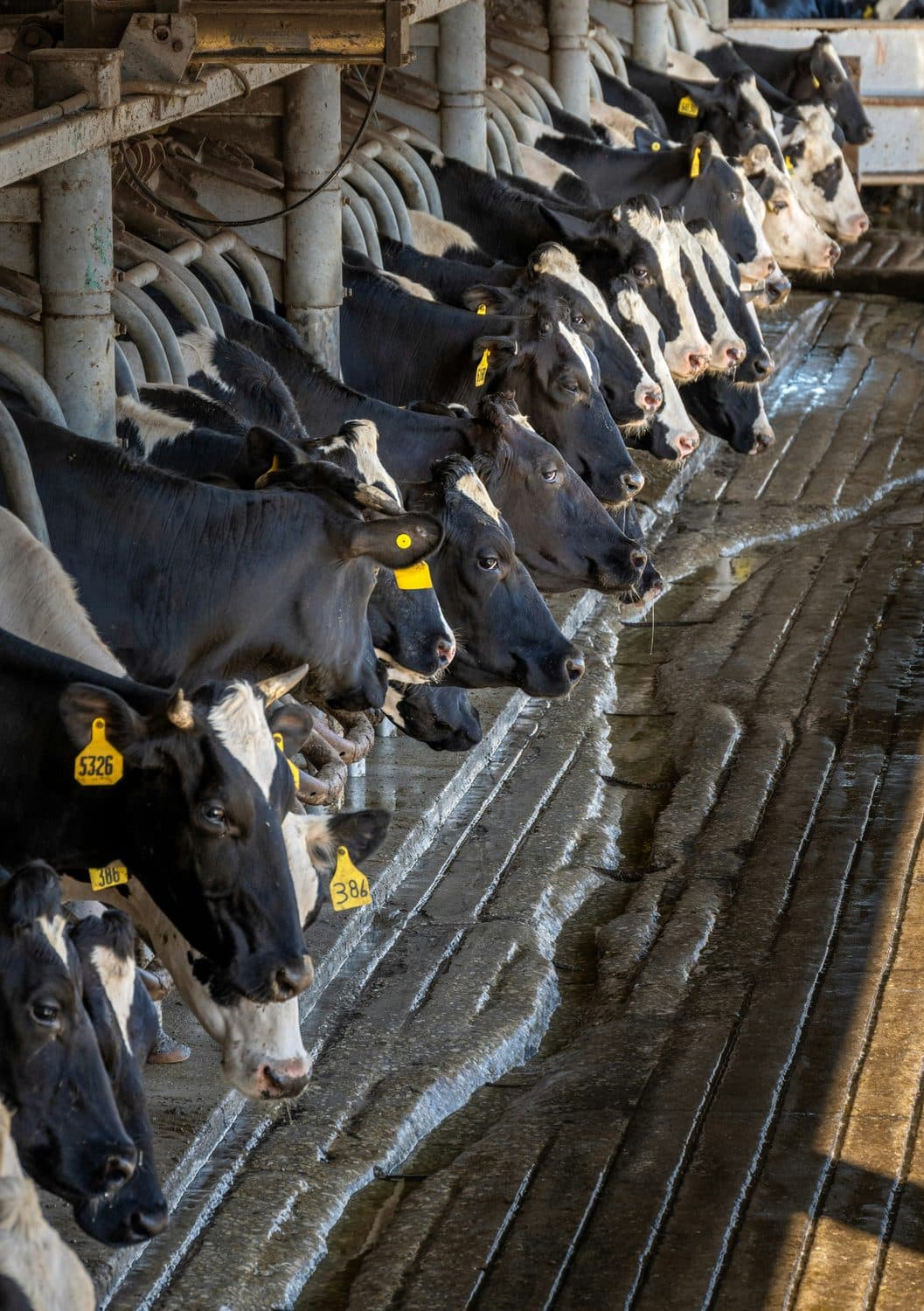 Dairy cows at the feed line of a Central Valley dairy barn